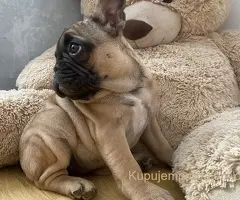 Francuski buldog
