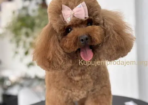 TOY crvene pudle Odgajivacnica - 1/9