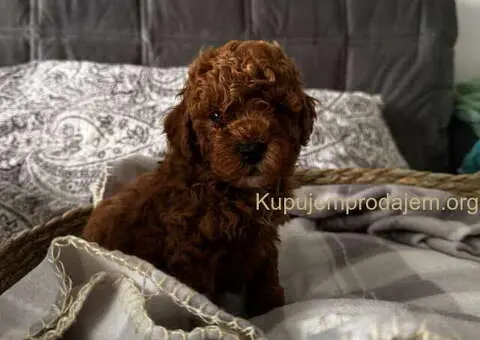 TOY crvene pudle Odgajivacnica - 2/9