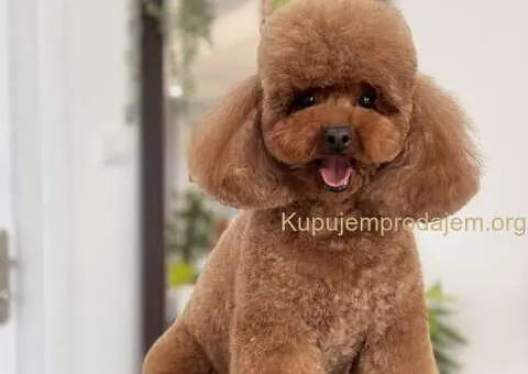 TOY crvene pudle Odgajivacnica - 3/9