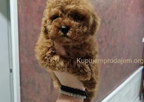 TOY crvene pudle Odgajivacnica - 4/9