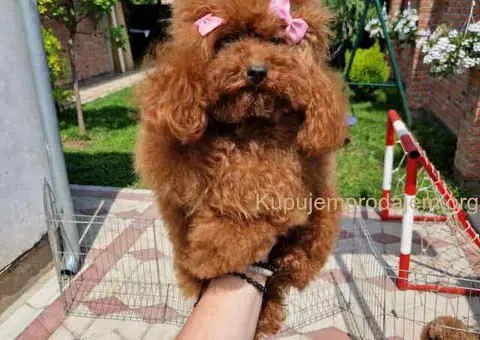 TOY crvene pudle Odgajivacnica - 5/9