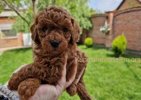 TOY crvene pudle Odgajivacnica - 6/9