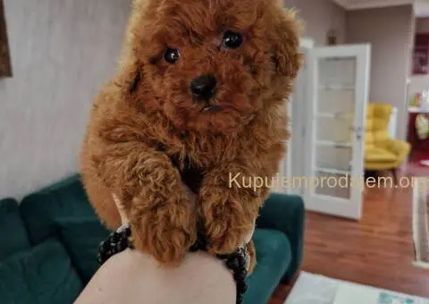 TOY crvene pudle Odgajivacnica - 7/9