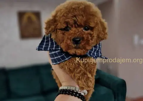 TOY crvene pudle Odgajivacnica - 8/9