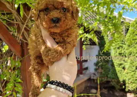 TOY crvene pudle Odgajivacnica - 9/9