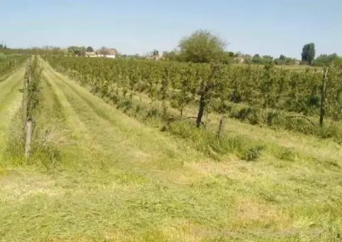 Na prodaju dva vocnjaka povrsine od po 2ha - 1/6