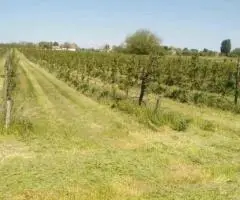 Na prodaju dva vocnjaka povrsine od po 2ha