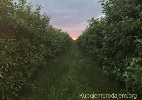 Na prodaju dva vocnjaka povrsine od po 2ha - 2/6