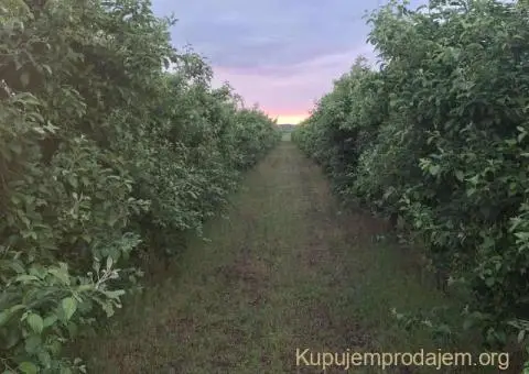 Na prodaju dva vocnjaka povrsine od po 2ha - 3/6