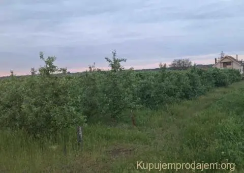 Na prodaju dva vocnjaka povrsine od po 2ha - 4/6