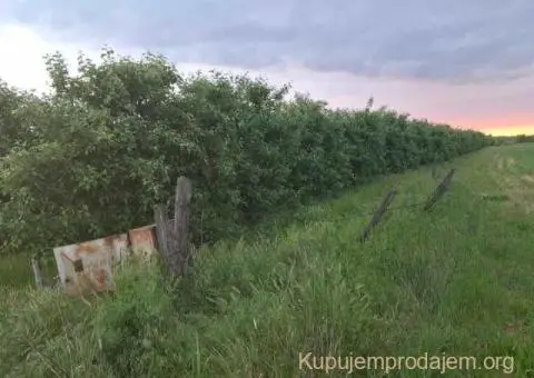 Na prodaju dva vocnjaka povrsine od po 2ha - 5/6