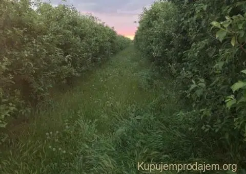 Na prodaju dva vocnjaka povrsine od po 2ha - 6/6