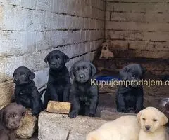 Štenci labradora