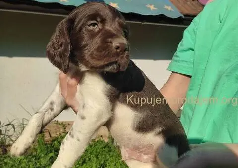 Stenci Malog Minsterlendera - 1/5