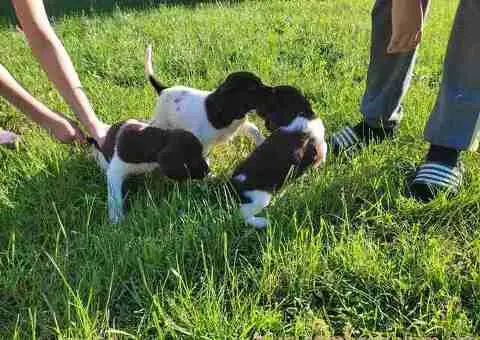 Stenci Malog Minsterlendera - 2/5