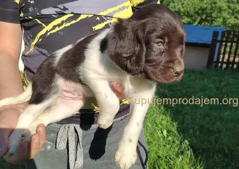 Stenci Malog Minsterlendera - 3/5