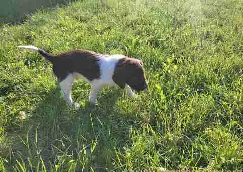 Stenci Malog Minsterlendera - 4/5