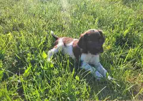 Stenci Malog Minsterlendera - 5/5