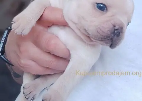 Francuski BULDOG stenci - 1/13