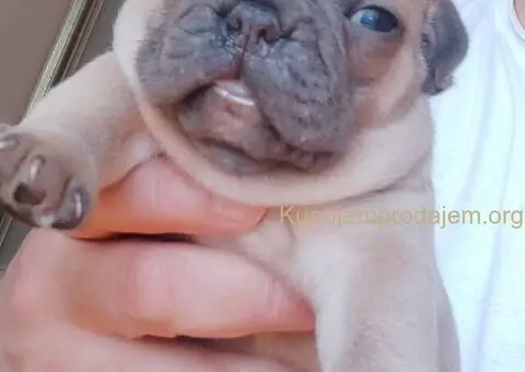 Francuski BULDOG stenci - 2/13