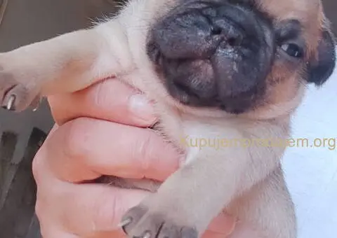 Francuski BULDOG stenci - 3/13