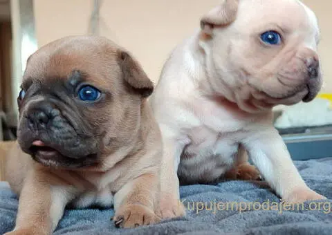 Francuski BULDOG stenci - 4/13