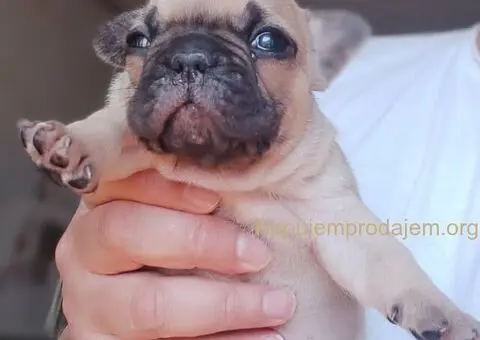 Francuski BULDOG stenci - 5/13