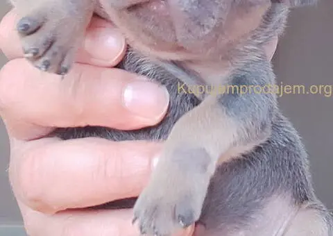 Francuski BULDOG stenci - 6/13