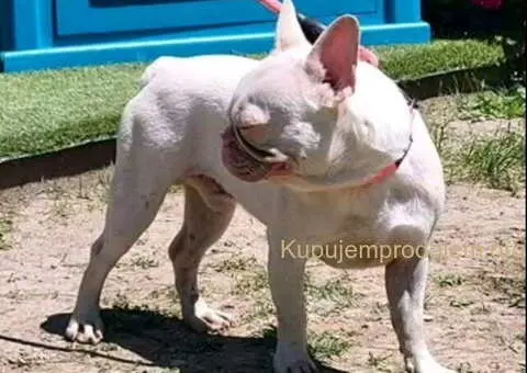 Francuski BULDOG stenci - 7/13