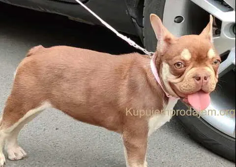 Francuski BULDOG stenci - 8/13