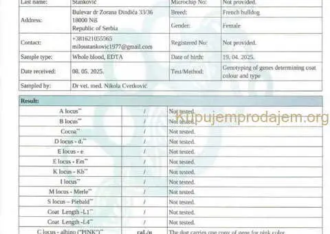 Francuski BULDOG stenci - 9/13