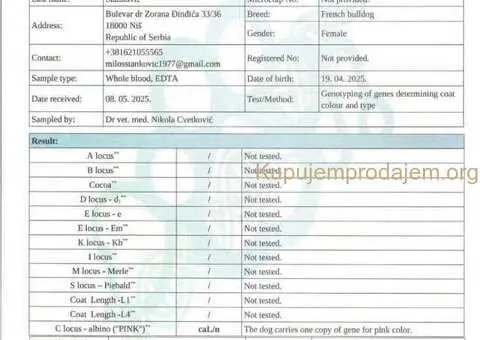 Francuski BULDOG stenci - 10/13