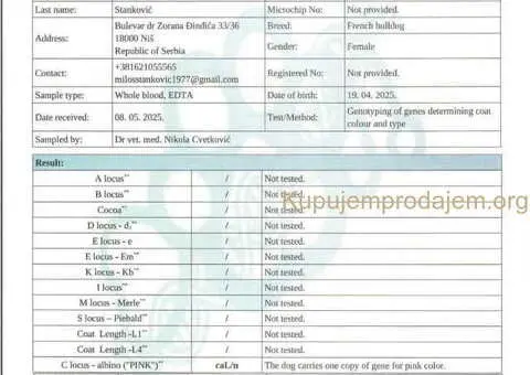 Francuski BULDOG stenci - 11/13