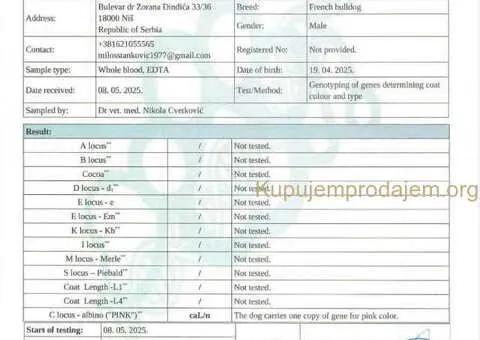 Francuski BULDOG stenci - 12/13