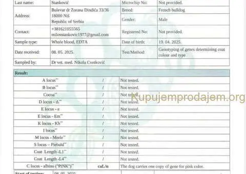 Francuski BULDOG stenci - 13/13
