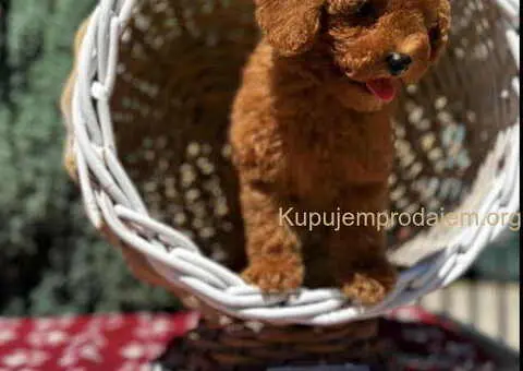 Crvene toy PUDLE - 1/6