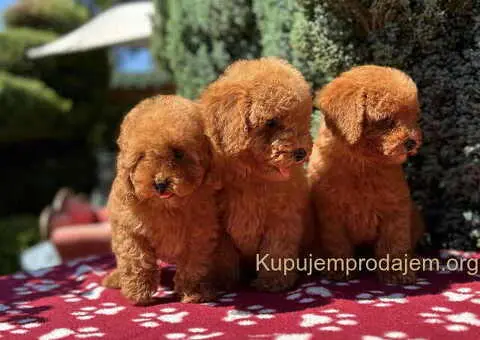 Crvene toy PUDLE - 2/6