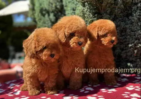 Crvene toy PUDLE - 3/6