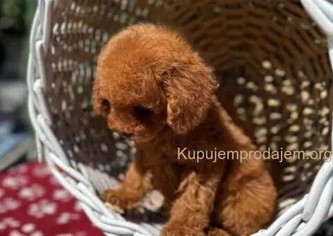 Crvene toy PUDLE - 4/6