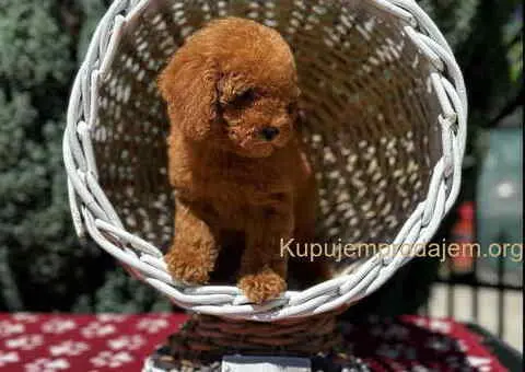 Crvene toy PUDLE - 5/6