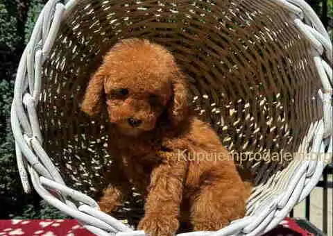 Crvene toy PUDLE - 6/6