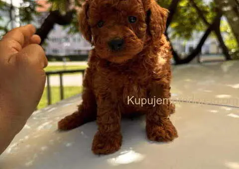 Odgajivačnica KING predstavlja novo leglo crvenih  toy pudli - 1/9