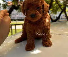 Odgajivačnica KING predstavlja novo leglo crvenih  toy pudli