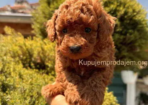 Odgajivačnica KING predstavlja novo leglo crvenih  toy pudli - 2/9