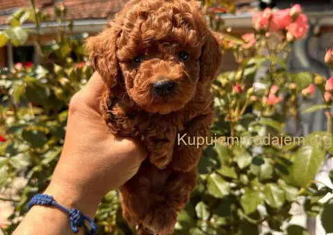 Odgajivačnica KING predstavlja novo leglo crvenih  toy pudli - 3/9