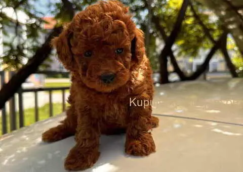 Odgajivačnica KING predstavlja novo leglo crvenih  toy pudli - 4/9