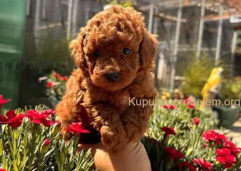 Odgajivačnica KING predstavlja novo leglo crvenih  toy pudli - 5/9