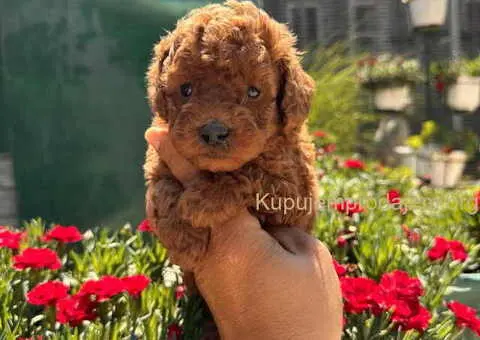 Odgajivačnica KING predstavlja novo leglo crvenih  toy pudli - 6/9