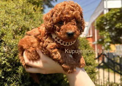 Odgajivačnica KING predstavlja novo leglo crvenih  toy pudli - 7/9